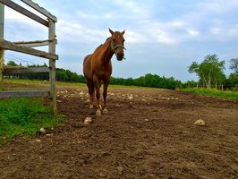 Horse from Avalon Equestrian Centre