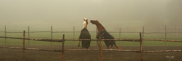 Horse Play in the Fog