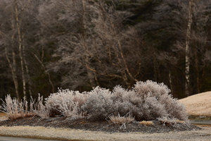 Icy Flowerbed