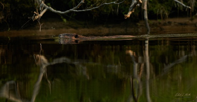 Newman Sound Beavers