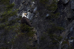 Eagle Watching