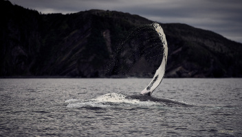 Sea of Whales, Trinity Bay