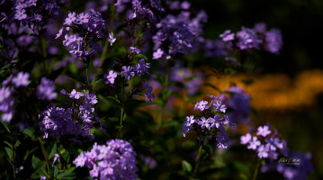 Little Violet Flowers