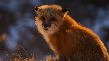 Red Fox